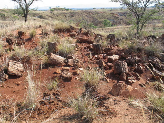 Petrified Wood Mine